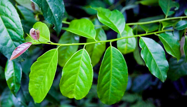 ilex guayusa feuilles
