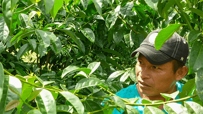 ilex guayusa récolte