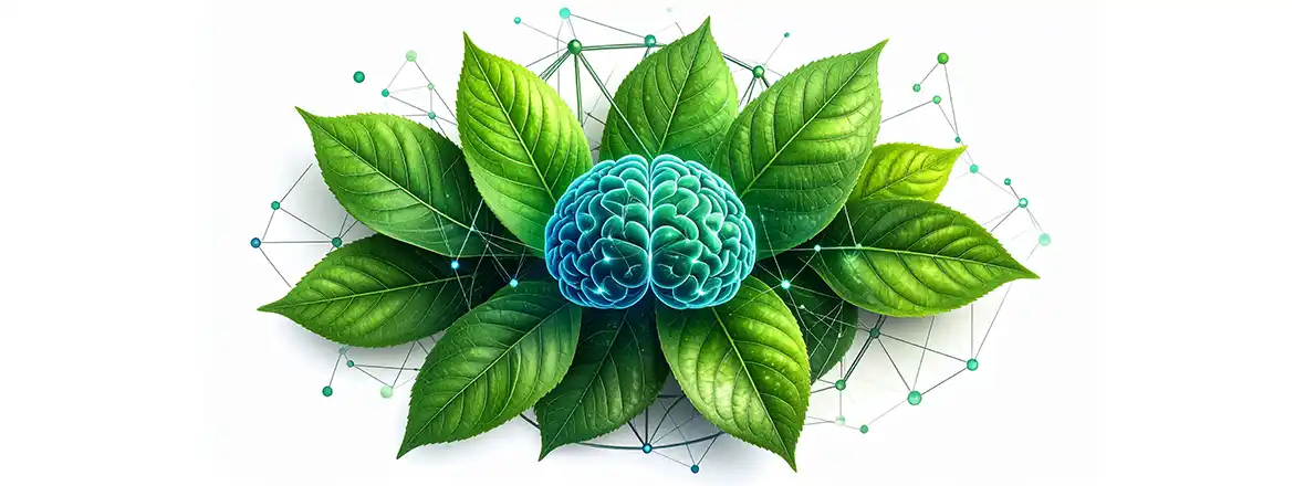 Quels sont les effets de la consommation de yerba mate ? Comment affecte-t-elle la concentration ?
