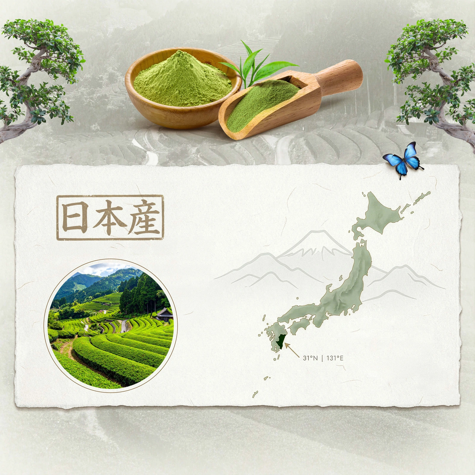 Matcha japonais cérémoniel BIO Mary Rose