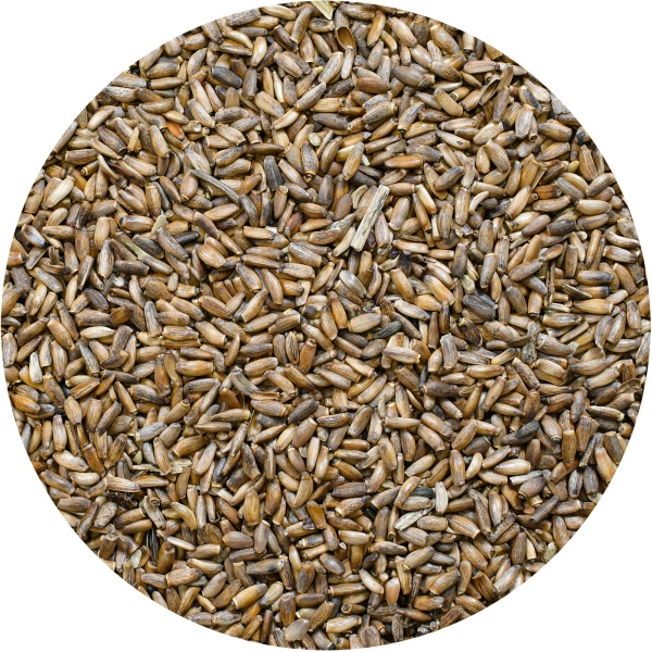 Vivarini – Chardon (graine) 1 kg